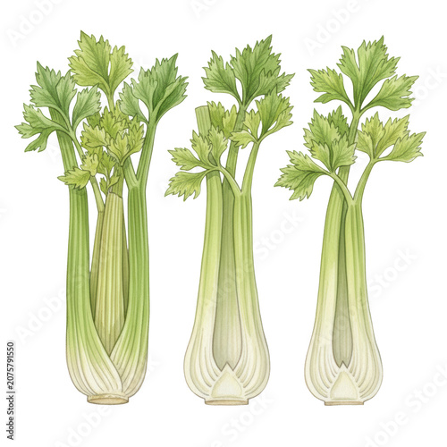 Four fresh celery stalks with ribbed stems and lush leaves arranged on white textured paper in a botanical watercolor illustration style, organic produce aesthetic