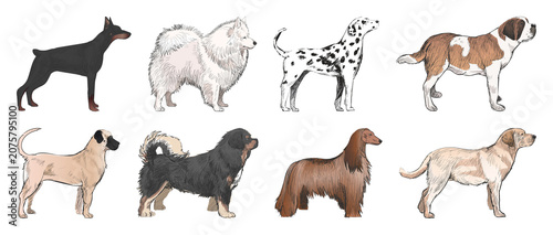 Obraz na płótnie PNG Illustrated diverse dog breeds lineup element set on transparent background