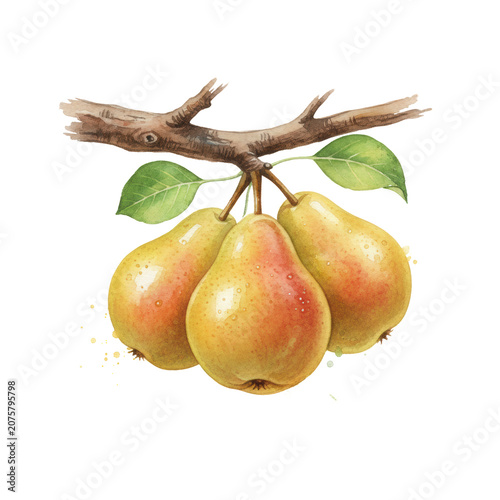 Three ripe yellow pears with reddish blush on a rustic branch with green leaves and dew drops on white background in watercolor style botanical harvest concept