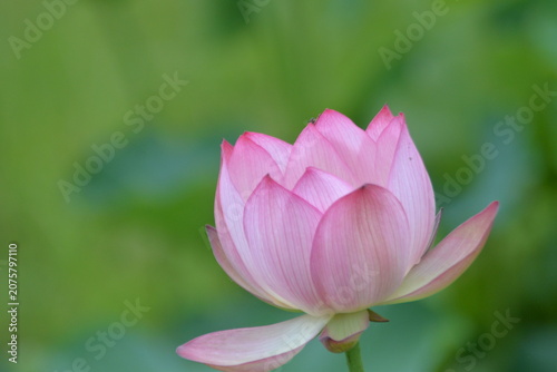 Pink Lotus Flower on Green Background