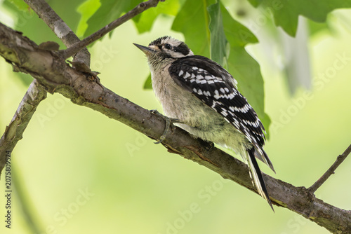 Photos Downy woodpecker perched on a tree branch.