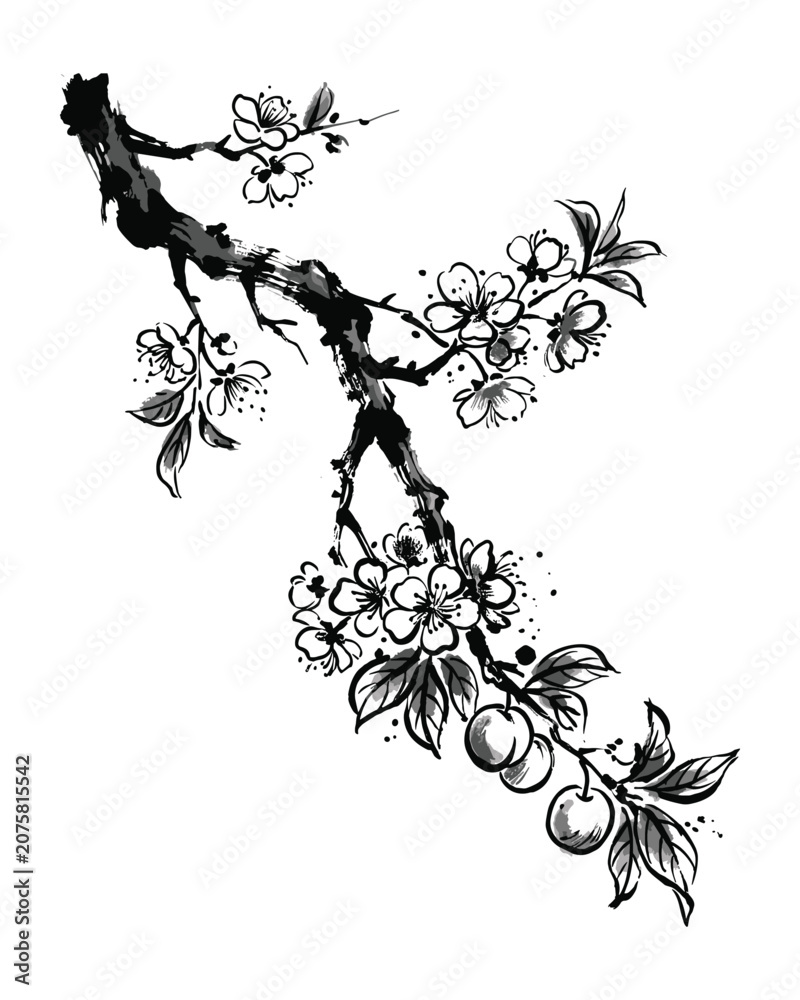 Fototapeta premium Blooming cherry blossom branch with small fruits and buds