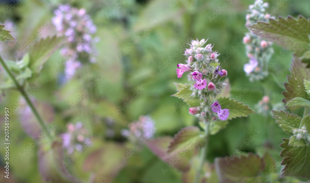 Obraz premium Blooming Catnip Flowers in the Garden: Delicate pinkish-purple catnip blossoms (Nepeta cataria) cluster tightly on a fuzzy stem, surrounded by serrated green mint-like foliage.