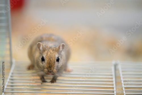 Frontal close-up portrait of a cute brown pet gerbil looking directly at the camera. Alert small rodent standing on a wire cage shelf with blurred background