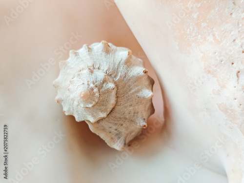 Beautiful Rapana Shell. Seashell of Marine Mollusk
