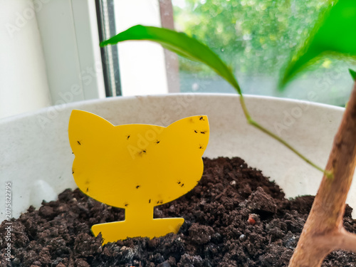 Yellow Sticky Bug Traps with Gnats Captured in Houseplant Pot