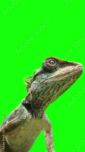 Oriental garden lizard on green screen background close up shot