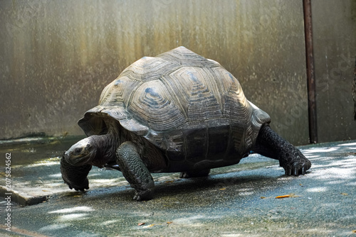 Фотография Giant tortoise with textured shell walks slowly on a paved surface