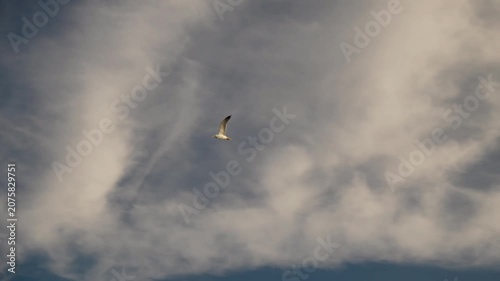 Lone seagull flying high on background of blue and white sky tracking left in 4K Ultra HD footage

