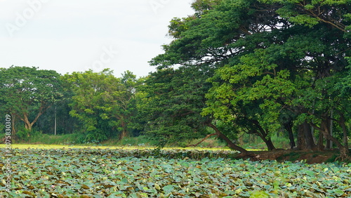 A peaceful lotus pond surrounded by large lush green trees under soft daylight. The calm natural landscape creates a relaxing atmosphere, showcasing the beauty of wetlands and tropical ecosystems. Ide