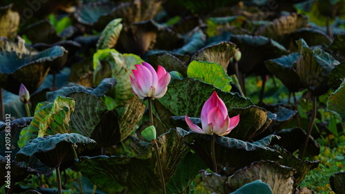 Beautiful Lotus Pond in Morning Sunlight During Summer