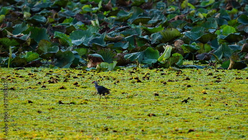 A wild waterbird walking across a lush wetland covered with floating aquatic plants, with a lotus pond in the background. The peaceful natural habitat highlights the rich biodiversity of freshwater ec