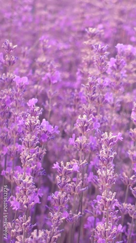 Vertical video of a lavender field swaying in wind 