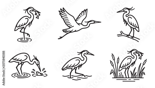 Set of black and white line art illustrations of herons in various natural poses and activities with wildlife illustration perching feathers monochrome collection minimalist predator wingspan