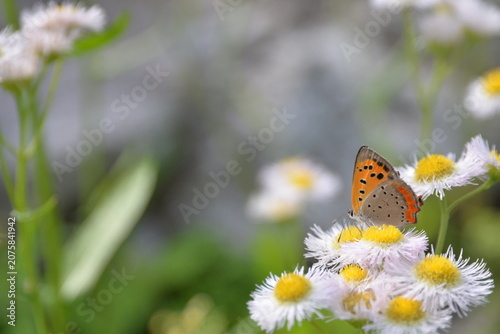 Small Copper Butterfly on Wildflower