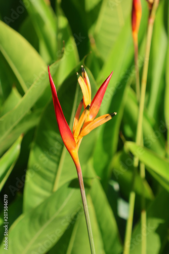 A vibrant Heliconia psittacorum (Parrot's Beak) flower blooming in a lush tropical garden with a soft-focus green foliage background