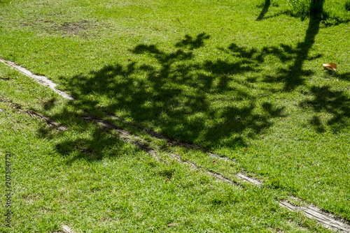 Sunlight filters through tree branches casting dappled shadows on a grassy lawn