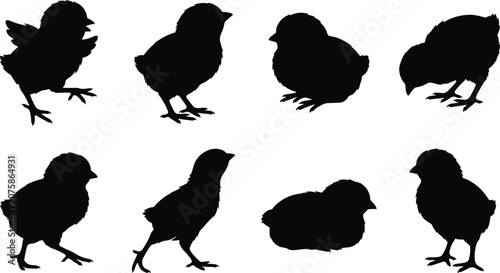 Fotografía Baby chick silhouettes set featuring newborn chickens walking standing pecking l
