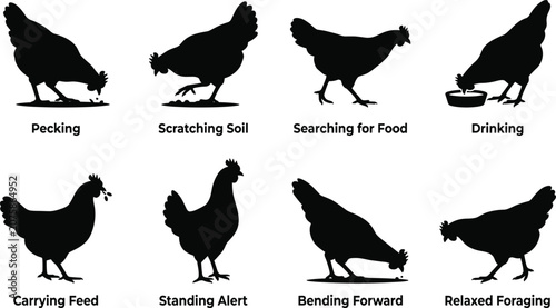 Tableau sur toile Chicken behaviors and body language silhouettes set including pecking scratching