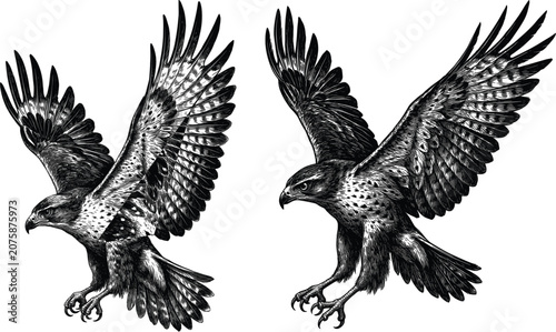 Fényképezés Vintage linocut flying hawk sketch vector illustration isolated on white backgro