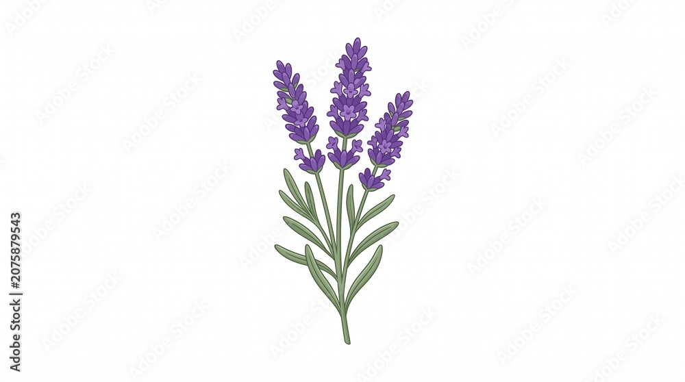 Obraz premium Cartoon lavender sprig with three purple flower spikes and slender green leaves on thin stems, flat vector illustration on white background.