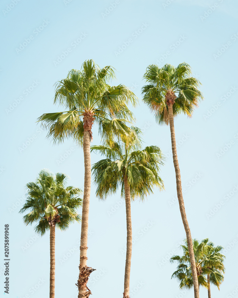 Fototapeta premium Palm trees in Palm Springs, California