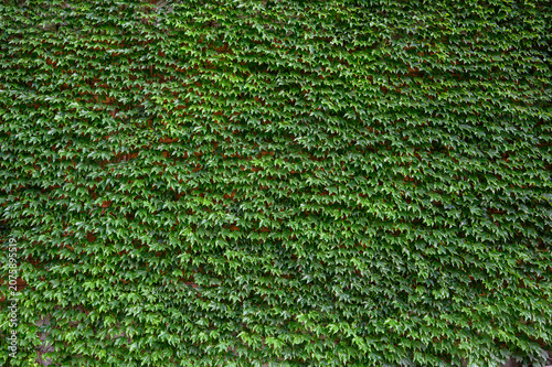 Wall Covered in Wild Vine Virginia Creeper as Natural Green Background