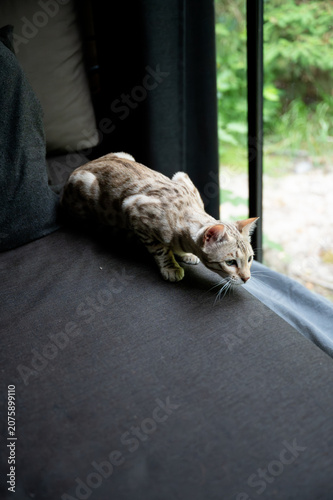 Fotografie Spotted Bengal cat crouching in a playful hunting pose on a sofa by the cabin window focused on the floor below
