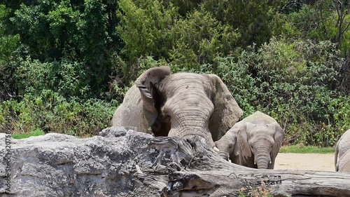 View of a herd of elephants living together naturally