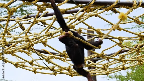 Young chimpanzee hanging from the ropes.