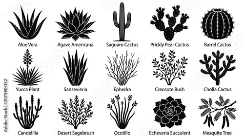 Set of desert plants and cacti silhouettes isolated