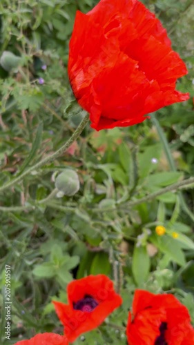 Flip over shot of oriental poppies in full bloom