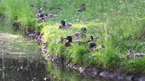 Group of Mallard ducks resting on the shore of pond, sitting on the grass, preening their feathers. 