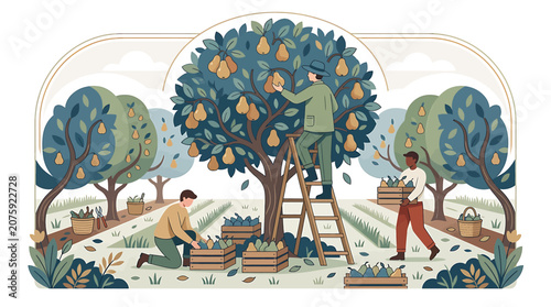 Farm Laborers Harvesting Fruit from Trees with Ladders and Crates.