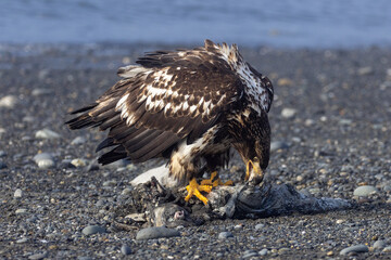 Young Bald Eagle with open beak Feeding on Sea Otter Carcass on Black Sand Beach, Homer Spit, Alaska