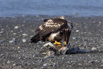 Juvenile Bald Eagle with Gripping Talons Feeding on Sea Otter Carcass, Homer, Alaska