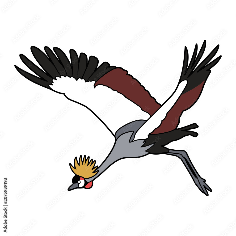 Fototapeta premium Grey Crowned Crane Flying