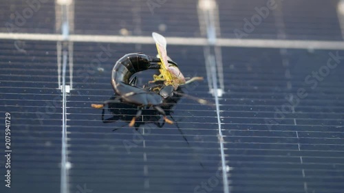 Earwig preying on bug macro - Dermaptera of Mauritius - slow motion