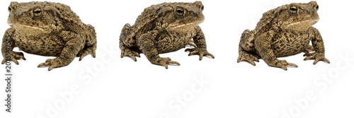 Cuadro en lienzo Common Toad and Frog PNG Clipart Set, Side View Amphibian Isolated Graphic Eleme