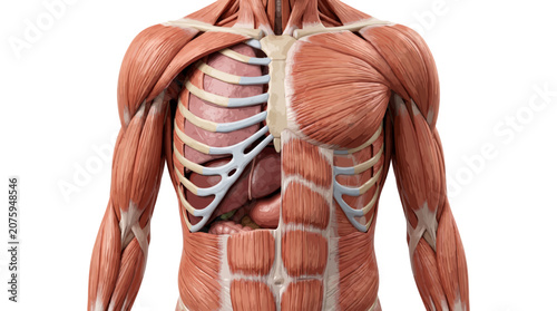 Konstfotografi Detailed illustration of a human torso showing muscles and skeletal system from the back