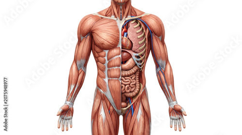 Detailed illustration of a human torso and upper body showing the muscular and circulatory systems with exposed veins and arteries on a plain white background.