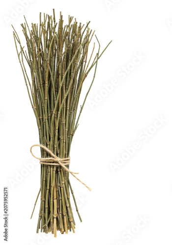A dried bunch of segmented horsetail (Equisetum arvense) plants, tied with jute twine, isolated on a bright white background with copy space. Scientific study of herbal remedies