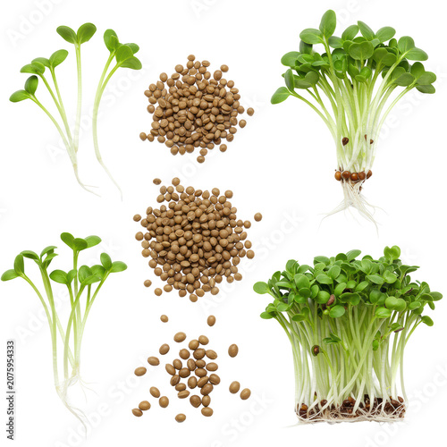 Delicate young radish sprouts, unhulled seeds, and vibrant microgreens with intricate roots, meticulously arranged on a transparent background, illustrating the radish life cycle concept
