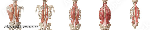 Obraz na plátně Anatomy of the Human Back Muscles: Detailed Scientific Illustration of Spinal Er