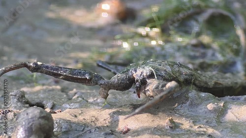 

Medium Shot of a Water Scorpion Showing Its Front Legs on Mud in a Rice Paddy Puddle (4k)
