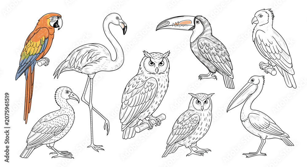 Fototapeta premium Collection of hand drawn bird species sketches including a colorful parrot flamingo owl toucan and pelican in different artistic styles.