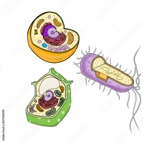 Cells Collection With Transparant Background