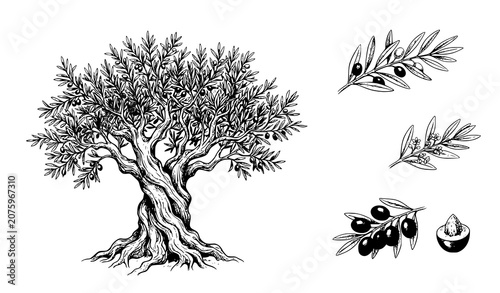 Tableau sur toile Hand Drawn Olive Tree and Olive Branch Botanical Sketch Vector Illustration Set