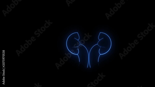 Urinary system part symbol. neon kidney icon. glowing kidney icon. kidney line icon.