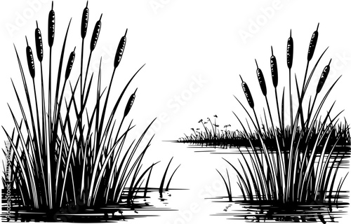 Black and white of cattail plants growing in a marshy pond landscape on a white background